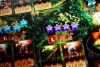 Кецаль (UA) (Quetzal)